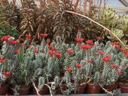 Sedum boleanum pot 5,5 cm