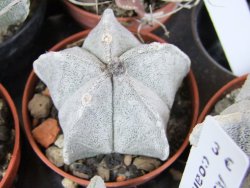 Astrophytum coahuilense pot 5,5 cm - 12379993