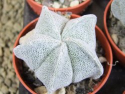 Astrophytum coahuilense pot 5,5 cm - 12379994