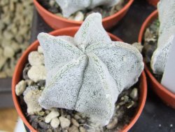 Astrophytum coahuilense pot 5,5 cm - 12379995