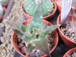 Ariocarpus trigonus elongatus San Antonio pot 5,5 cm