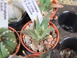 Ariocarpus trigonus elongatus San Antonio pot 5,5 cm - 12380022