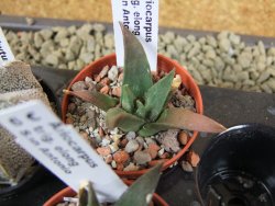 Ariocarpus trigonus elongatus San Antonio pot 5,5 cm - 12380023