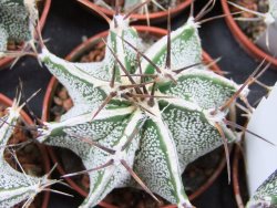Astrophytum ornatum hybrid bílé, pot 5,5 cm
