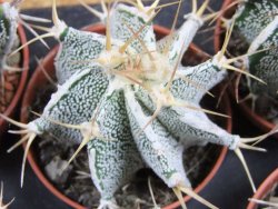 Astrophytum ornatum hybrid bílé, pot 5,5 cm - 12380322