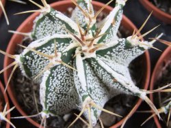Astrophytum ornatum hybrid bílé, pot 5,5 cm - 12380323