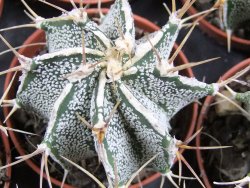Astrophytum ornatum hybrid bílé, pot 5,5 cm - 12380324