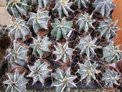 Astrophytum ornatum hybrid bílé, pot 5,5 cm - 12380325