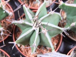 Astrophytum X ornatum virens (nudum) , pot 5,5 cm - 12380327