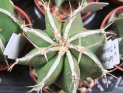 Astrophytum X ornatum virens (nudum) , pot 5,5 cm
