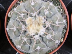 Gymnocalycium prochazkianum, pot 5,5 cm - 12380343