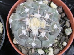 Gymnocalycium prochazkianum, pot 5,5 cm - 12380344