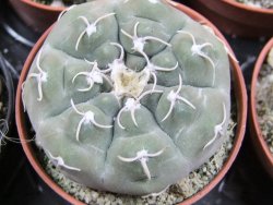 Gymnocalycium prochazkianum, pot 5,5 cm - 12380345