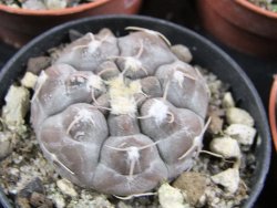 Gymnocalycium prochazkianum, pot 5,5 cm - 12380346