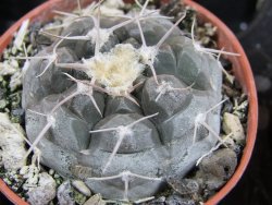 Gymnocalycium prochazkianum, pot 5,5 cm - 12380347
