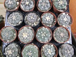 Gymnocalycium prochazkianum, pot 5,5 cm - 12380348