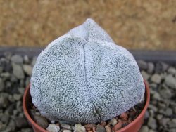 Astrophytum coahuilense tricostatum pot 5,5 cm - 12380607
