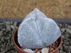 Astrophytum coahuilense tricostatum pot 5,5 cm - 12380608