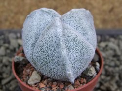 Astrophytum coahuilense tricostatum pot 5,5 cm - 12380610