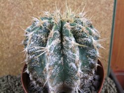 Astrophytum caput medusae X Ferocactus - chimera XXL 9,5x9 cm - 12380814
