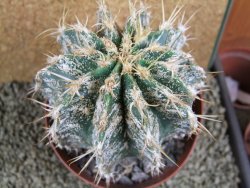 Astrophytum caput medusae X Ferocactus - chimera XXL 9,5x9 cm - 12380816
