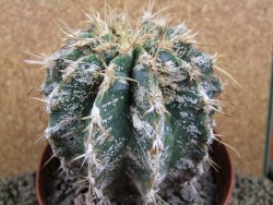 Astrophytum caput medusae X Ferocactus - chimera XXL 9,5x9 cm - 12380817