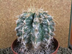 Astrophytum caput medusae X Ferocactus - chimera XXL 9,5x9 cm - 12380818