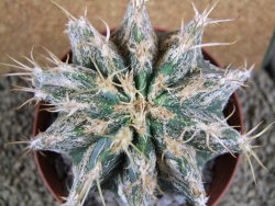 Astrophytum caput medusae X Ferocactus - chimera XXL 9,5x9 cm - 12380819