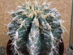 Astrophytum caput medusae X Ferocactus - chimera XXL 9,5x9 cm