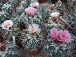 Coryphantha poselgeriana valida Escalon, Chih. pot 5,5 cm - 12380908