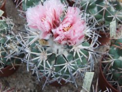 Coryphantha poselgeriana valida Escalon, Chih. pot 5,5 cm - 12380909