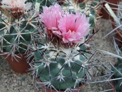 Coryphantha poselgeriana valida Escalon, Chih. pot 5,5 cm - 12380910