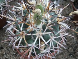 Coryphantha poselgeriana valida Escalon, Chih. pot 5,5 cm - 12380911