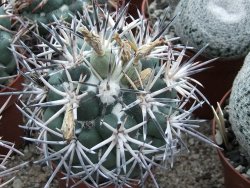 Coryphantha poselgeriana valida Escalon, Chih. pot 5,5 cm - 12380912
