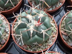 Coryphantha poselgeriana valida Escalon, Chih. pot 5,5 cm - 12394991