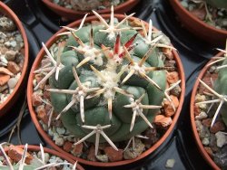 Coryphantha poselgeriana valida Escalon, Chih. pot 5,5 cm