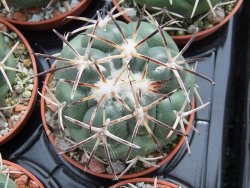 Coryphantha poselgeriana valida Escalon, Chih. pot 5,5 cm - 12394993