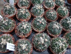 Coryphantha poselgeriana valida Escalon, Chih. pot 5,5 cm - 12394994