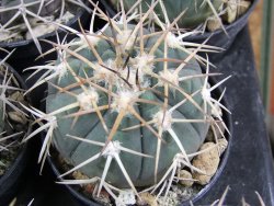 Gymnocalycium spegazzinii horizonthalonium Cachipampa, pot 5,5 cm - 12380973