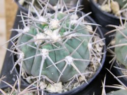 Gymnocalycium spegazzinii horizonthalonium Cachipampa, pot 5,5 cm - 12380974