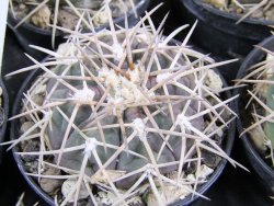 Gymnocalycium spegazzinii horizonthalonium Cachipampa, pot 5,5 cm - 12380975
