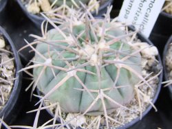 Gymnocalycium spegazzinii horizonthalonium Cachipampa, pot 5,5 cm - 12380976