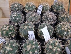 Gymnocalycium spegazzinii horizonthalonium Cachipampa, pot 5,5 cm - 12380977