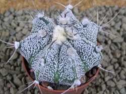 Astrophytum Super Kabuto X niveum, pot 5,5 cm - 12381405