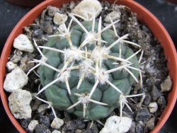 Coryphantha poselgeriana valida Cero Bola pot 5,5 cm
