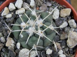 Coryphantha poselgeriana valida Cero Bola pot 5,5 cm - 12381408