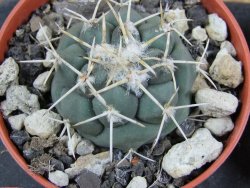 Coryphantha poselgeriana valida Cero Bola pot 5,5 cm - 12381410