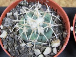Coryphantha poselgeriana valida Cero Bola pot 5,5 cm - 12381411