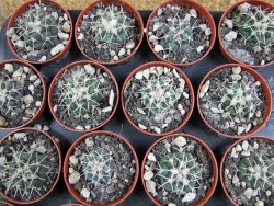 Coryphantha poselgeriana valida Cero Bola pot 5,5 cm - 12381412