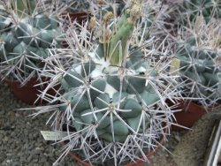 Coryphantha poselgeriana valida Cero Bola pot 5,5 cm - 12381413